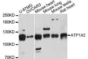 Western blot analysis of extracts of various cell lines, using ATP1A2 antibody.