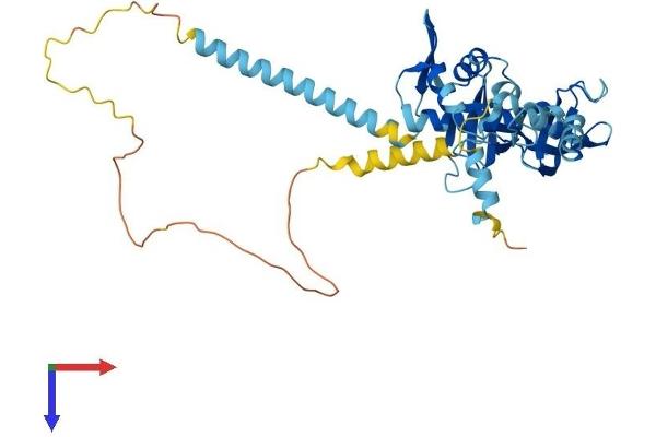 KIN Protein (AA 1-393) (His tag)