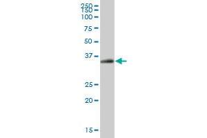 EPCAM MaxPab polyclonal antibody. (EpCAM Antikörper  (AA 1-314))