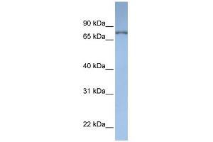DPP3 antibody used at 1 ug/ml to detect target protein. (DPP3 Antikörper  (N-Term))