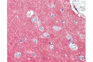 Anti-GNAI3 antibody IHC staining of human brain, cortex. (GNAI3 Antikörper  (AA 181-230))