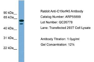 WB Suggested Anti-C19orf45  Antibody Titration: 0. (C19ORF45 Antikörper  (Middle Region))