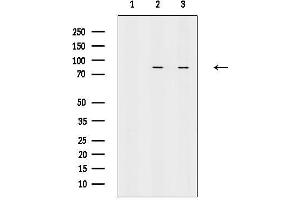 anti-Amyloid beta 1-42 (Abeta 1-42) antibody