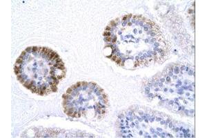 Image no. 1 for anti-General Transcription Factor IIB (GTF2B) (AA 129-178) antibody (ABIN202224) (GTF2B Antikörper  (AA 129-178))