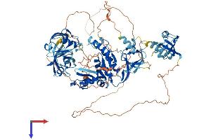 DLG2 Protein (AA 1-852) (His tag)