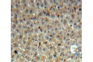 IHC-P analysis of Liver tissue, with DAB staining. (INHBE Antikörper  (AA 102-344))