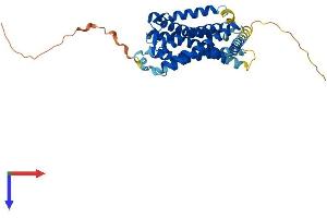 Melatonin Receptor 1B Protein (MTNR1B) (AA 1-364) (His tag)