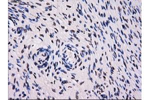 Immunohistochemistry (IHC) image for anti-Sorbitol Dehydrogenase (SORD) antibody (ABIN1501077) (SORD Antikörper)