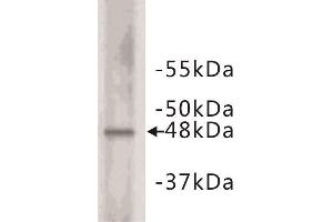Western Blotting (WB) image for anti-Cyclin E2 (CCNE2) (C-Term) antibody (ABIN1854874)