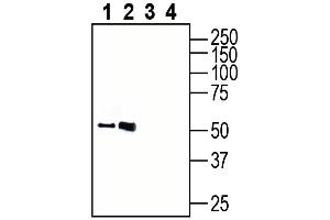 anti-G Protein-Coupled Receptor 18 (GPR18) (AA 7-22), (Extracellular) antibody