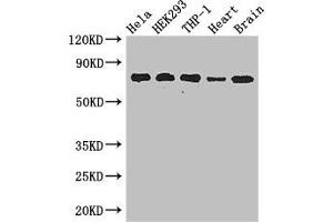Western Blot Positive WB detected in: Hela whole cell lysate, HEK293 whole cell lysate, THP-1 whole cell lysate, Mouse heart tissue, Mouse brain tissue All lanes: FAF1 antibody at 2. (FAF1 Antikörper  (AA 490-629))