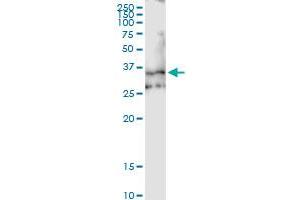 Immunoprecipitation of EMILIN1 transfected lysate using anti-EMILIN1 MaxPab rabbit polyclonal antibody and Protein A Magnetic Bead , and immunoblotted with EMILIN1 MaxPab mouse polyclonal antibody (B01) . (Emilin1 Antikörper  (AA 1-347))