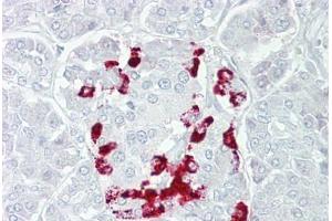 Anti-SSTR1 antibody IHC staining of human pancreas.