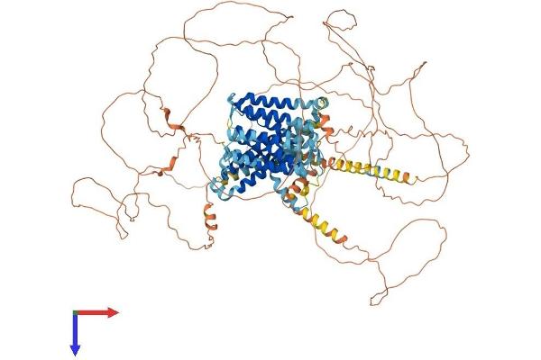 SLC24A1 Protein (AA 1-1099) (His tag)