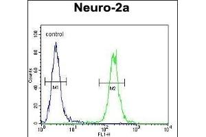 SCARF2 Antibody (C-term) (ABIN654499 and ABIN2844230) flow cytometric analysis of Neuro-2a cells (right histogram) compared to a negative control cell (left histogram).