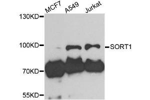 Western blot analysis of extracts of various cell lines, using SORT1 antibody. (Sortilin 1 Antikörper  (AA 520-760))