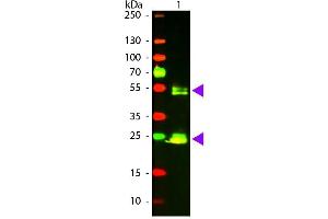 Western Blot of Goat anti-Rat IgG Texas Red Conjugated Antibody. (Ziege anti-Ratte IgG (Heavy & Light Chain) Antikörper (Texas Red (TR)) - Preadsorbed)