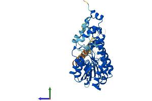 AlphaFold protein structure predicition of Mouse Recombinant Hsd17b2 Protein, UniprotID P51658