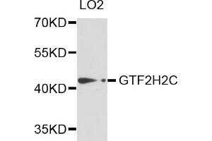 Western blot analysis of extracts of LO2 cells, using GTF2H2C antibody. (GTF2H2C Antikörper)