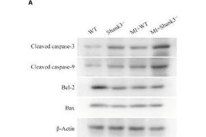 Shank3 knockout induces cardiomyocytes apoptosis. (Caspase 9 Antikörper  (AA 1-98))