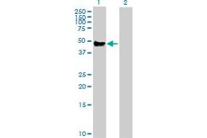 Western Blot analysis of CD14 expression in transfected 293T cell line by CD14 MaxPab polyclonal antibody. (CD14 Antikörper  (AA 1-375))