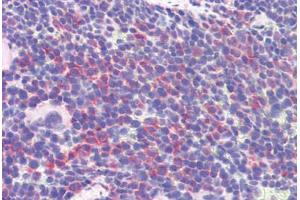 Mouse spleen: Formalin-Fixed, Paraffin-Embedded (FFPE) (IDO1 Antikörper  (AA 129-141))