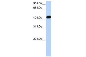 CKMT2 antibody used at 1 ug/ml to detect target protein. (CKMT2 Antikörper)