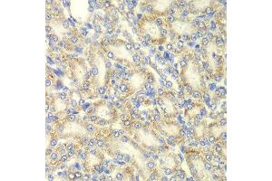 Immunohistochemistry of paraffin-embedded rat kidney using PRKAB2 antibody at dilution of 1:100 (x40 lens). (PRKAB2 Antikörper)