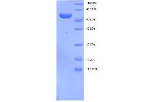 SDS-PAGE (SDS) image for 14-3-3 Protein beta/alpha (1433B) (AA 1-246), (full length) protein (GST tag) (ABIN5712159)