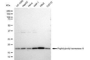 Western blotting analysis using Peptidylprolyl isomerase B antibody (ABIN7798230). (Rekombinanter PPIB Antikörper)