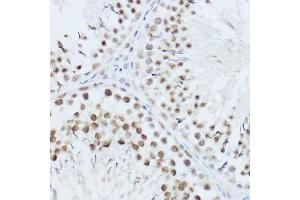 Immunohistochemistry of paraffin-embedded mouse testis using SRRM1 Rabbit pAb (ABIN6133184, ABIN6148463, ABIN6148464 and ABIN6221692) at dilution of 1:450 (40x lens). (SRRM1 Antikörper  (AA 1-160))