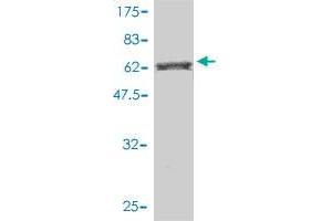 Western Blotting (WB) image for anti-BAI1-Associated Protein 2 (BAIAP2) (AA 1-512) antibody (ABIN564555)
