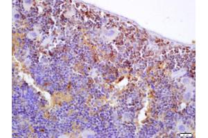 Formalin-fixed and paraffin embedded mouse spleen labeled with Anti-S100PBP/S100P binding protein Polyclonal Antibody, Unconjugated (ABIN718331) at 1:200 followed by conjugation to the secondary antibody and DAB staining