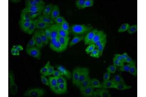 Immunofluorescence (IF) image for anti-Discs, Large Homolog 2 (DLG2) (AA 310-420) antibody (ABIN7150072)