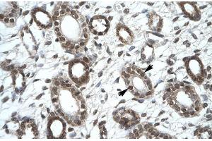 Human kidney; KIF25 antibody - C-terminal region in Human kidney cells using Immunohistochemistry (KIF25 Antikörper  (C-Term))