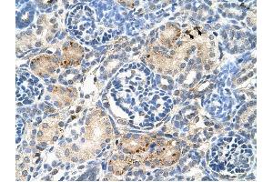 EDG8 antibody was used for immunohistochemistry at a concentration of 4-8 ug/ml to stain Epithelial cells of renal tubule (arrows) in Human Kidney. (S1PR5 Antikörper  (N-Term))