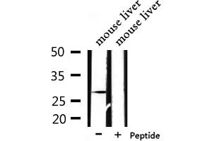Western blot analysis of extracts from mouse liver, using PEX11A Antibody. (PEX11A Antikörper  (Internal Region))