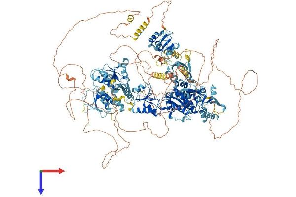 TOPBP1 Protein (AA 1-1515) (His tag)