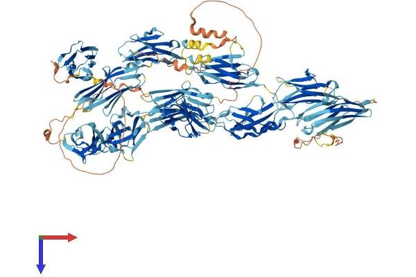 MYBPC3 Protein (AA 1-1270) (His tag)