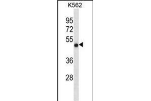 CCDC6 Antibody (N-term) (ABIN1881146 and ABIN2838397) western blot analysis in K562 cell line lysates (35 μg/lane).