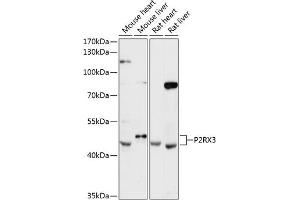 Western blot analysis of extracts of various cell lines, using P2RX3 antibody (ABIN6132577, ABIN6145111, ABIN6145114 and ABIN6216793) at 1:3000 dilution. (P2RX3 Antikörper  (AA 328-397))