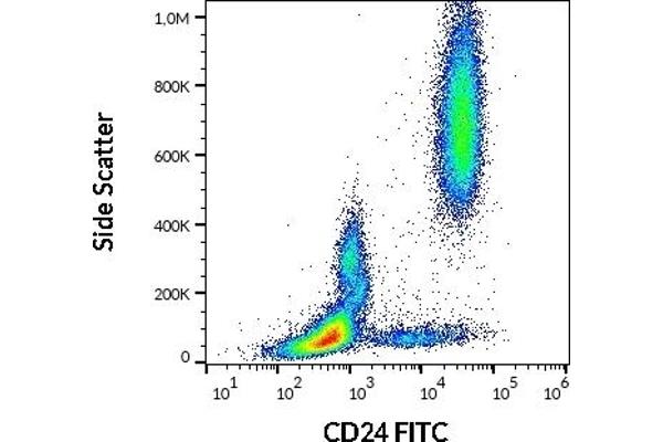 CD24 Antikörper  (FITC)