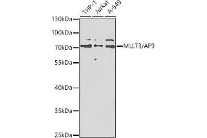 Western blot analysis of extracts of various cell lines, using MLLT3/ antibody (ABIN6132352, ABIN6143888, ABIN6143889 and ABIN6222546) at 1:1000 dilution. (AF9 Antikörper  (AA 1-150))