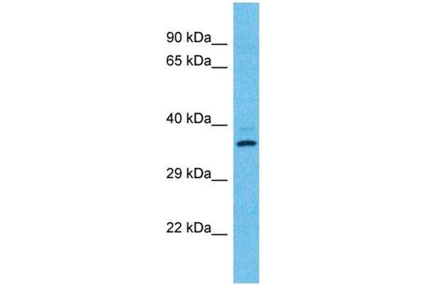 OR2T12 antibody  (C-Term)