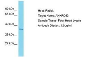 Image no. 1 for anti-Ankyrin Repeat Domain 53 (ANKRD53) (AA 79-128) antibody (ABIN6750686) (ANKRD53 Antikörper  (AA 79-128))