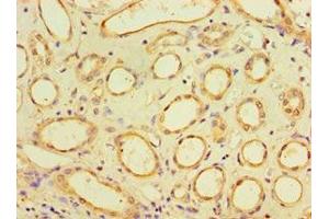 Immunohistochemistry of paraffin-embedded human kidney tissue using ABIN7170920 at dilution of 1:100 (SUGCT Antikörper  (AA 1-250))