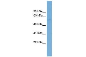 WB Suggested Anti-Foxd2 Antibody Titration:  0. (FOXD2 Antikörper  (C-Term))