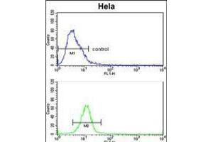 Flow cytometric analysis of Hela cells (bottom histogram) compared to a negative control cell (top histogram). (EPH Receptor B3 Antikörper)