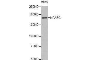 Western blot analysis of extracts of A549 cell lysate, using NFASC antibody. (NFASC Antikörper  (AA 830-1100))