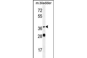FADS6 Antibody (C-term) (ABIN655430 and ABIN2844967) western blot analysis in mouse bladder tissue lysates (35 μg/lane). (FADS6 Antikörper  (C-Term))